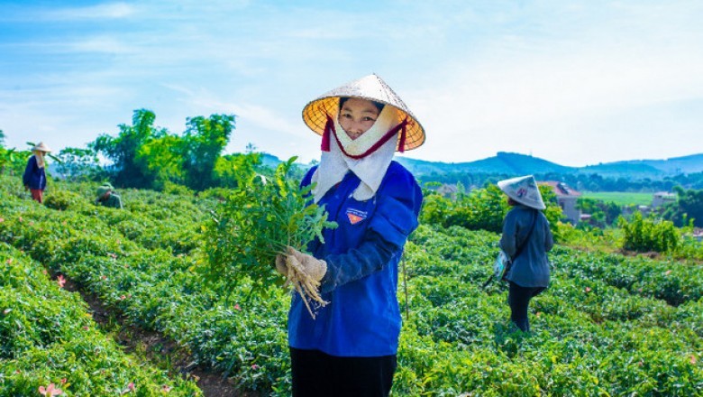 Sâm Báo - dược liệu 'Đại Việt Đệ Nhất Danh Sâm'