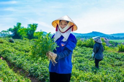 Sâm Báo - dược liệu 'Đại Việt Đệ Nhất Danh Sâm'