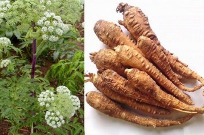 Tác dụng của bạch chỉ theo y học hiện đại: Vị thuốc không thể thiếu trong các bài thuốc dưỡng nhan cho nữ giới