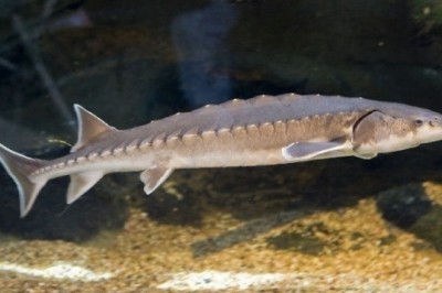 Tác hại khi ăn cá tầm nhập lậu từ Trung Quốc