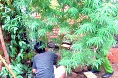 Trồng cây cần sa là vi phạm pháp luật