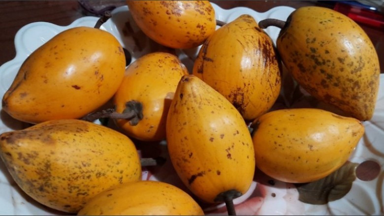 Tác dụng tuyệt vời của quả lòng đỏ trứng gà đối với sức khỏe