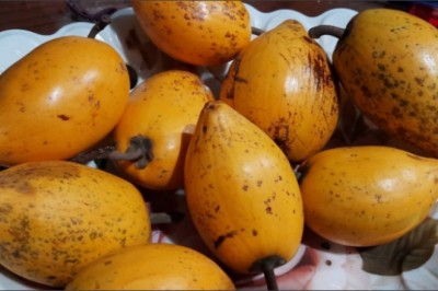 Tác dụng tuyệt vời của quả lòng đỏ trứng gà đối với sức khỏe