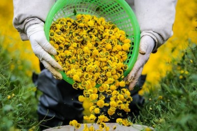 Trà hoa cúc: 7 Lý do nên uống trà hoa cúc thường xuyên