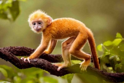 Tử vi người tuổi Thân  năm 2021 gồm các năm 1944, 1956, 1968, 1980, 1992, 2004, 2016