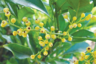 Hoa ngâu: Công dụng và tác dụng của vị thuốc quý hoa ngâu