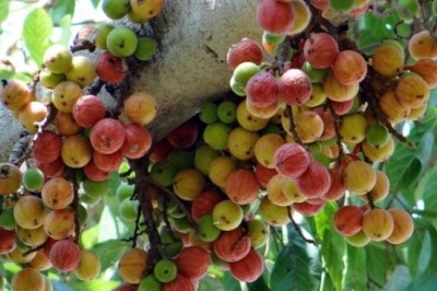 Khám phá tác dụng trị bệnh và phòng chống ung thư tuyệt vời từ quả sung