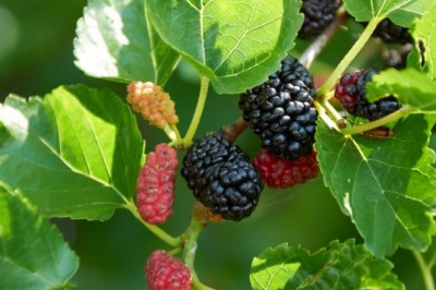 Những bài thuốc hay chữa bệnh từ lá dâu