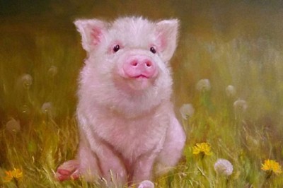 Tử vi người tuổi Hợi năm 2021 gồm các năm1947, 1959, 1971, 1983, 1995, 2007, 2019