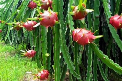 Đẩy mạnh sản xuất thanh long theo tiêu chuẩn VietGAP, nâng cao giá trị cạnh tranh