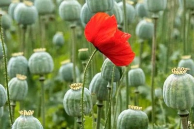 Giải mã bí mật của cây anh túc