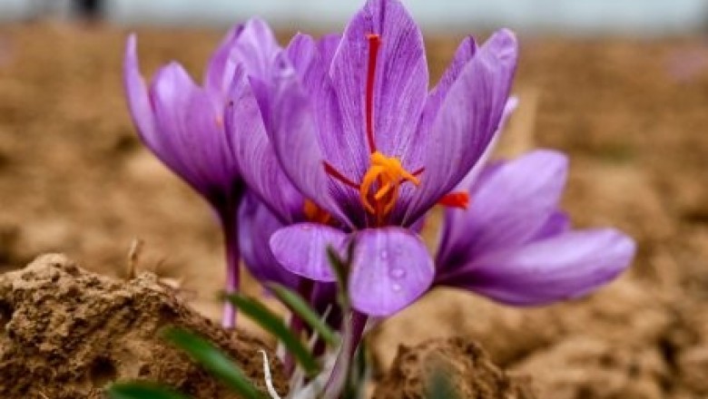 Biến đổi khí hậu tàn phá cây nghệ tây 'vàng đỏ' của Kashmir Ấn độ