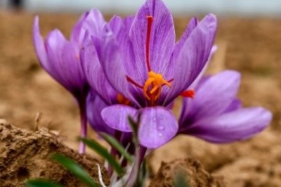 Biến đổi khí hậu tàn phá cây nghệ tây 'vàng đỏ' của Kashmir Ấn độ