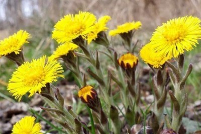 Dưỡng phế hỗ trợ trị viêm thanh quản