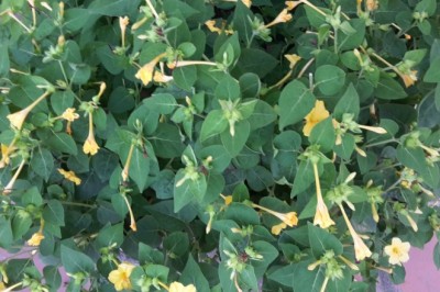 Thanh Trì dành 5 tỷ đồng/năm hỗ trợ phát triển nông nghiệp