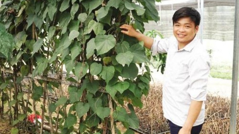 Người đi đầu phát triển cây dược liệu trên cao nguyên đá