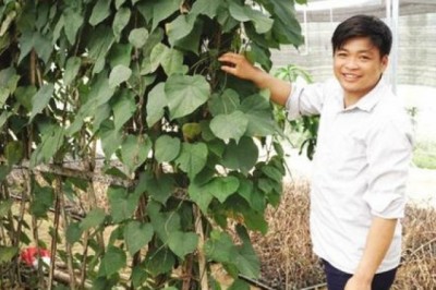 Người đi đầu phát triển cây dược liệu trên cao nguyên đá