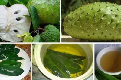 Công dụng chữa bệnh của lá mãng cầu xiêm