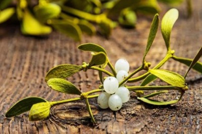 Cây tầm gửi và tác dụng lợi khí huyết, giảm đau