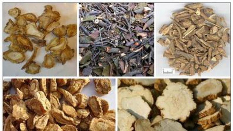 Độc hoạt tang ký sinh trị bệnh cơ xương khớp
