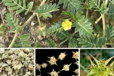 Bạch tật lê chữa nhức đầu, mắt đỏ