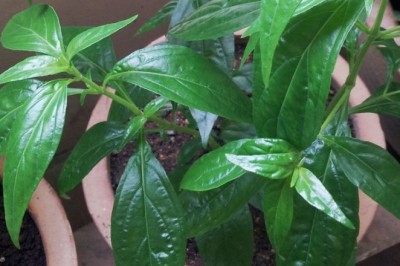 Thái Lan sử dụng thảo dược điều trị Covid-19