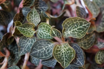 Cây lan gấm - vị thuốc quý mang lại nhiều lợi ích cho sức khỏe