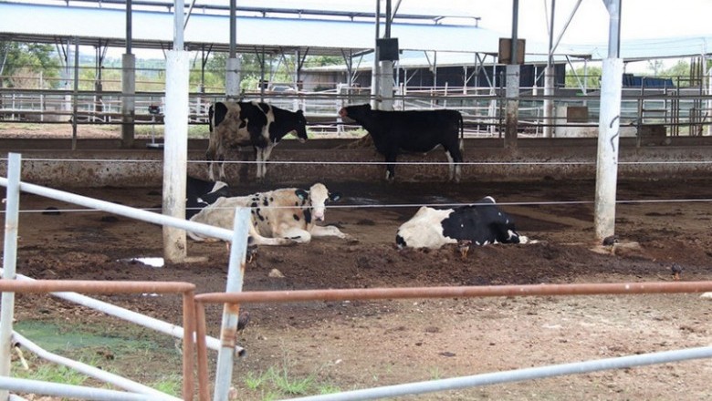 Dự án 3.000 tỉ đồng chỉ nuôi vài chục con bò?