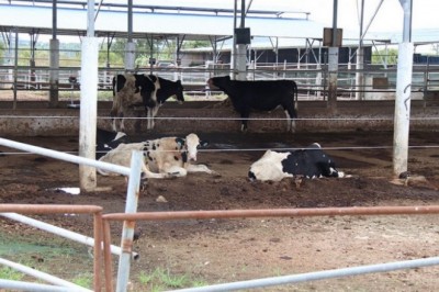 Dự án 3.000 tỉ đồng chỉ nuôi vài chục con bò?