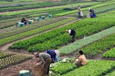 Người nước ngoài có được mua đất nông nghiệp tại Việt Nam?