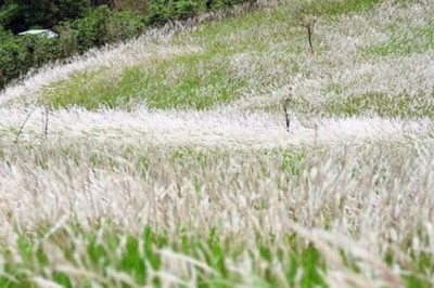 Phát hiện tiềm năng của cỏ lau xâm lấn trong chăm sóc sức khỏe