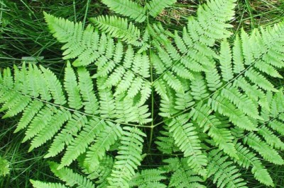 2 chất gây ung thư 'ẩn mình' trong một số loại rau xanh, thực phẩm quen thuộc