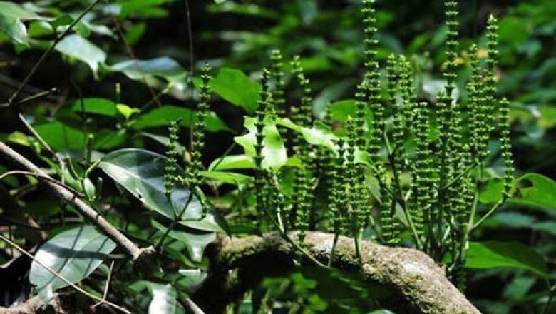 Cây dây gắm chữa bệnh xương khớp