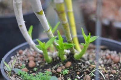 Trồng và thương mại Hoa Lan: Kỳ vọng về thị trường rộng mở cho hoa lan