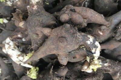 Ngộ độc rượu ngâm củ ấu tàu