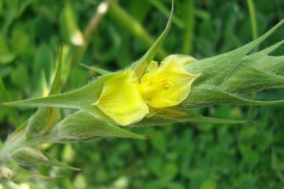 Bài thuốc trị bệnh ngoài da từ cỏ đuôi lươn