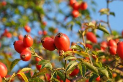 Cây tầm xuân cầm máu, tiêu viêm