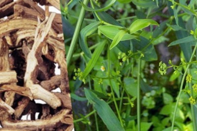 Thực hư bài thuốc Đông y Trung Quốc hỗ trợ trị COVID-19