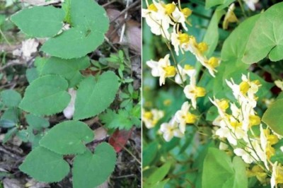 Dâm dương hoắc - ôn thận, tráng dương