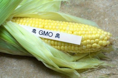 3 bộ vào cuộc trước lo ngại thực phẩm biến đổi gen ở Hưng Yên