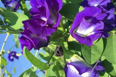 Hoa đậu biếc có thực sự tốt như lời đồn?