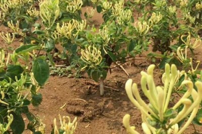 Hỗ trợ mô hình sản xuất cây dược liệu gắn với tiêu thụ sản phẩm