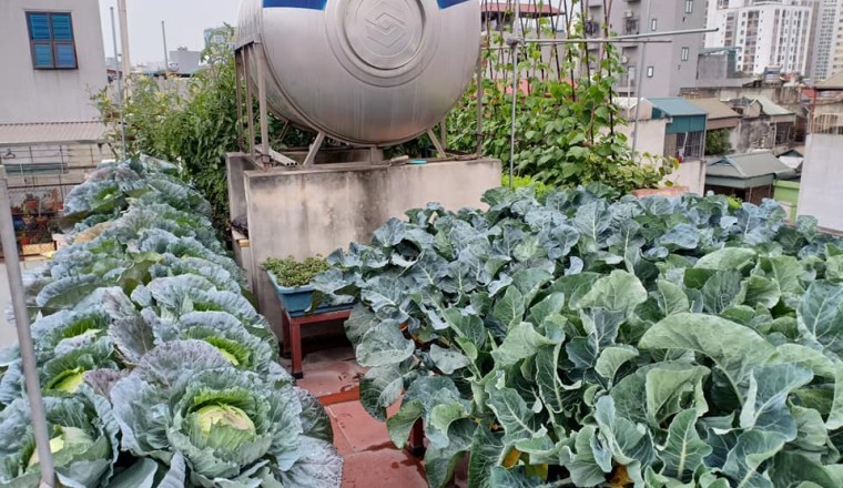 Phục sát đất ông bố Hà thành vác 2 tấn đất lên tầng 5 để trồng rau sạch