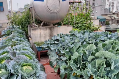 Phục sát đất ông bố Hà thành vác 2 tấn đất lên tầng 5 để trồng rau sạch