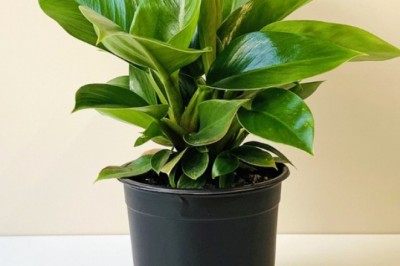 5 loại cây hợp phong thủy đặt bàn làm việc cho cả năm may mắn, tài lộc