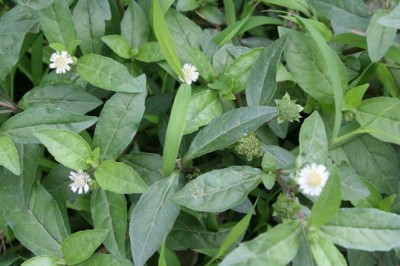 Cỏ mực - loài cây dại quen thuộc cực tốt cho sức khỏe