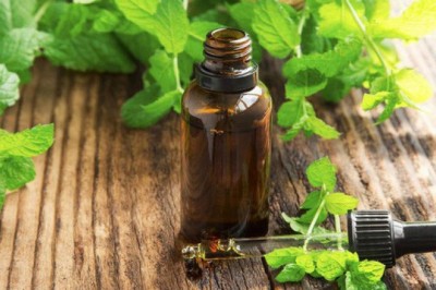 Những công dụng chữa hiệu quả từ tinh dầu bạc hà