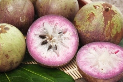 Những công dụng tuyệt vời của quả vú sừa mà ít ai biết đến