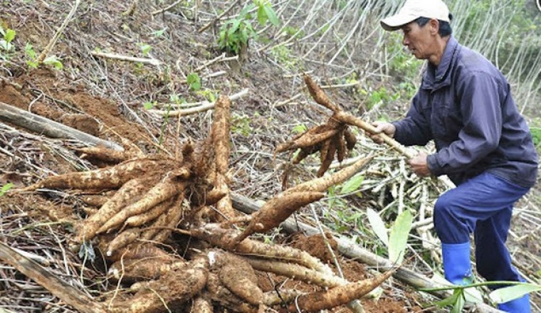 Loại nông sản gì bất ngờ được Trung Quốc tăng tốc thu mua, khối lượng xuất khẩu tăng đột biến