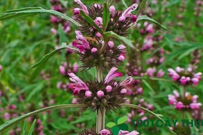 Công dụng và bài thuốc chữa bệnh từ cây ích mẫu